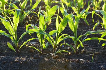 Fertinagro Biotech patenta a nivel europeo una tecnología que ayudará a fijar nitrógeno en el suelo de forma sostenible