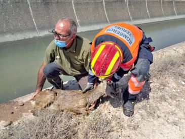 Bomberos de la Diputación de Teruel rescatan un corzo en el canal Calanda-Alcañiz