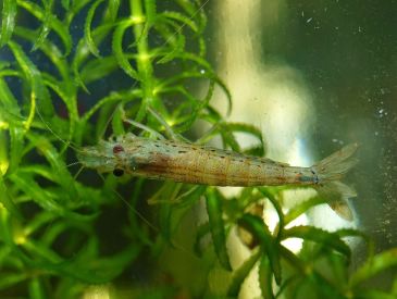 Todo lo que has de saber sobre la alimentación para gambas de acuario