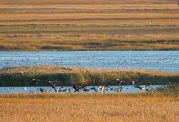 Las primeras bandadas de grullas llegan puntuales a la laguna de Gallocanta