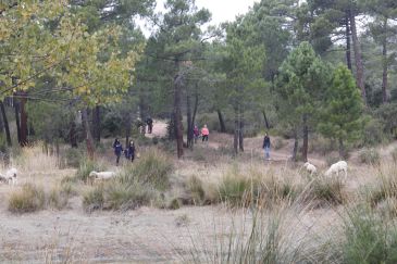 Campaña micológica negra en los montes de Teruel por la falta de lluvias