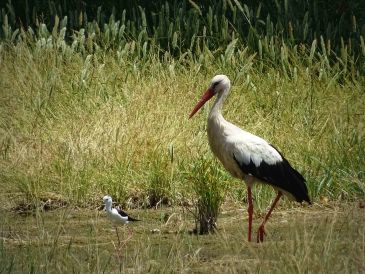 Las aves amplían su espacio de cría en El Cañizar con el sosiego de la pandemia