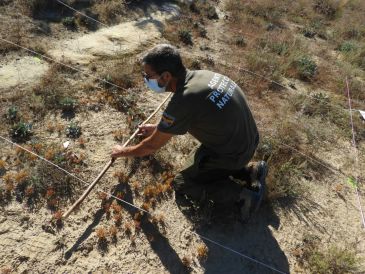 Los últimos ejemplares de flora endémica intentan sobrevivir en la provincia