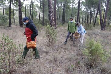 Teruel solo recoge poco más del 8% de las 4.200 toneladas de setas que hay en sus montes