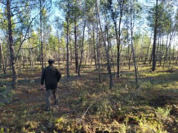 Regeneran un pinar afectado por muérdago en La Mata de los Olmos