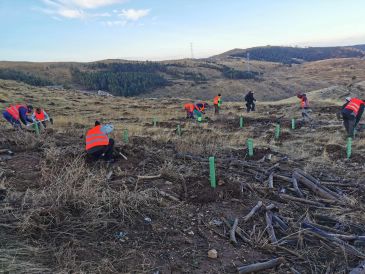 Repsol y Sylvestris se asocian para reforestar a gran escala: actualmente trabajan en la sierra de Majalinos