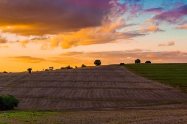 Optimiza tus cultivos con los análisis agrícolas y de nematodos