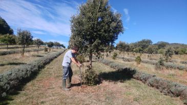 Un proyecto compara truferas de varios puntos de España para saber más sobre su biología