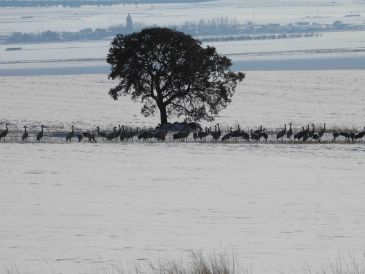 La laguna de Gallocanta está congelada y parte de las grullas regresan al norte de Europa