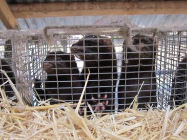 WWF insiste en cerrar las granjas de visones tras un brote de Covid en La Coruña, el segundo en España tras el de La Puebla de Valverde