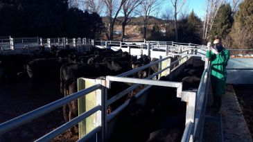 El CITA trabaja para mejorar la fertilidad del vacuno de carne de la provincia de Teruel