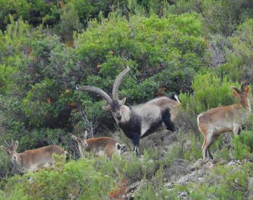 La sarna en la cabra hispánica ‘salta’ al Maestrazgo desde el Matarraña