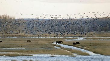 SEO/BirdLife propondrá incorporar la laguna del Cañizar al Convenio Ramsar