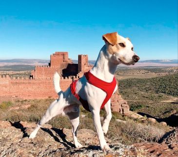 Teruel, entre las ciudades en las que dejar excrementos caninos en la calle sale gratis