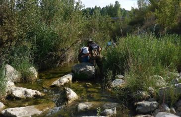 El cauce del río Guadalope afectado por el vertido de 2018 recupera parte de su fauna