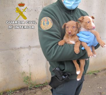 La Guardia Civil de Teruel investiga a una persona por abandonar a unos cachorros de perro en un contenedor en Celadas