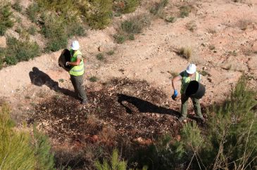 La mina de Riodeva ultima la restauración con la reposición de mermas de plantas