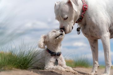 Cómo elegir un pienso de calidad para las mascotas caninas