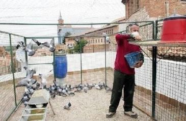 Recogen firmas para que no se mate a las palomas que se recogen en la ciudad de Teruel