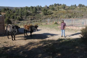 El Tauros, el bóvido que desciende del extinguido Uro, llega a Tramacastilla