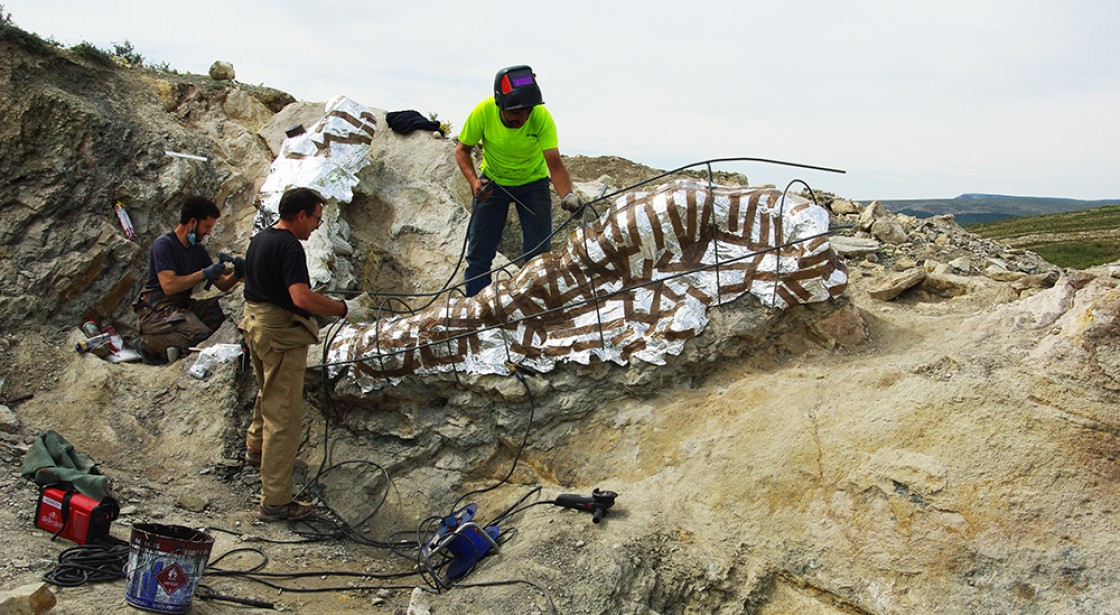 Recuperada en Camarillas una columna vertebral de más de cinco metros de un enorme dinosaurio de unos 145 millones de años de antigüedad