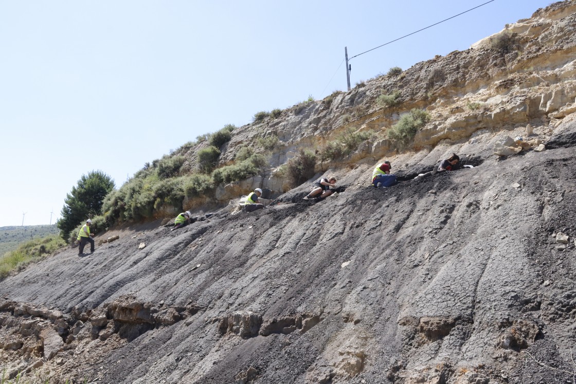 El yacimiento de ámbar de San Just arroja más “cápsulas del tiempo” atrapadas en resina