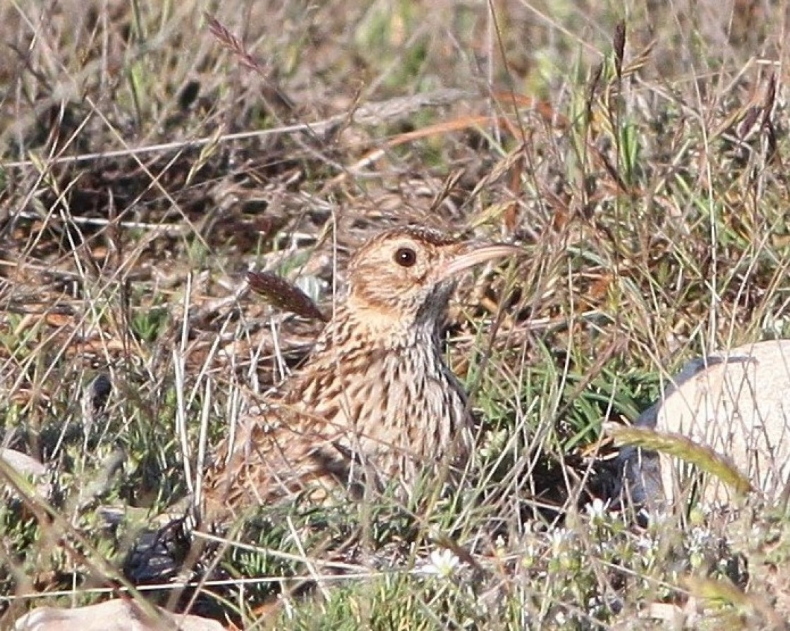 Un proyecto piloto busca conservar las aves de Pozondón y Rodenas