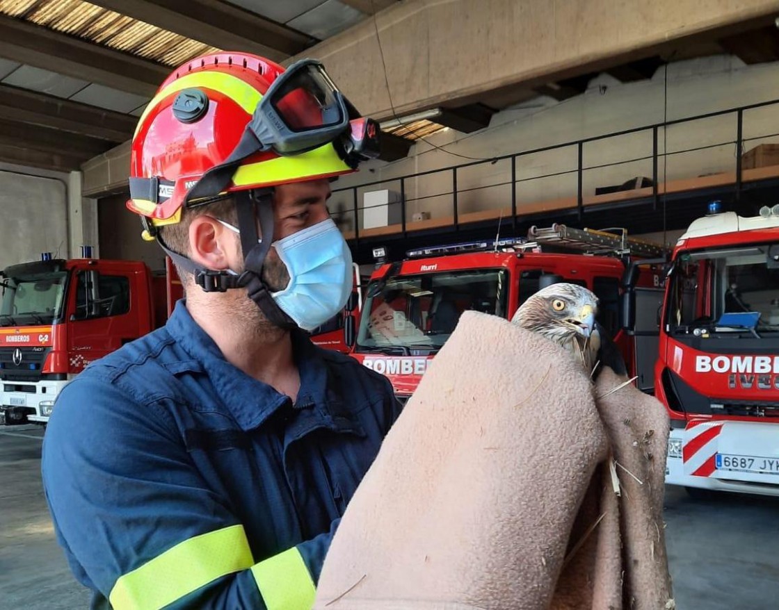 Los bomberos de Teruel rescatan en la capital un águila calzada que no podía volar