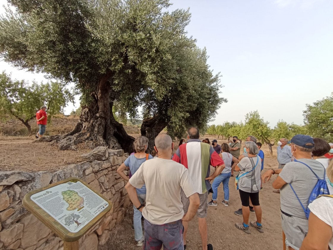 La Portellada conoce la Olivera del Plà, un ejemplar centenario que se protegerá