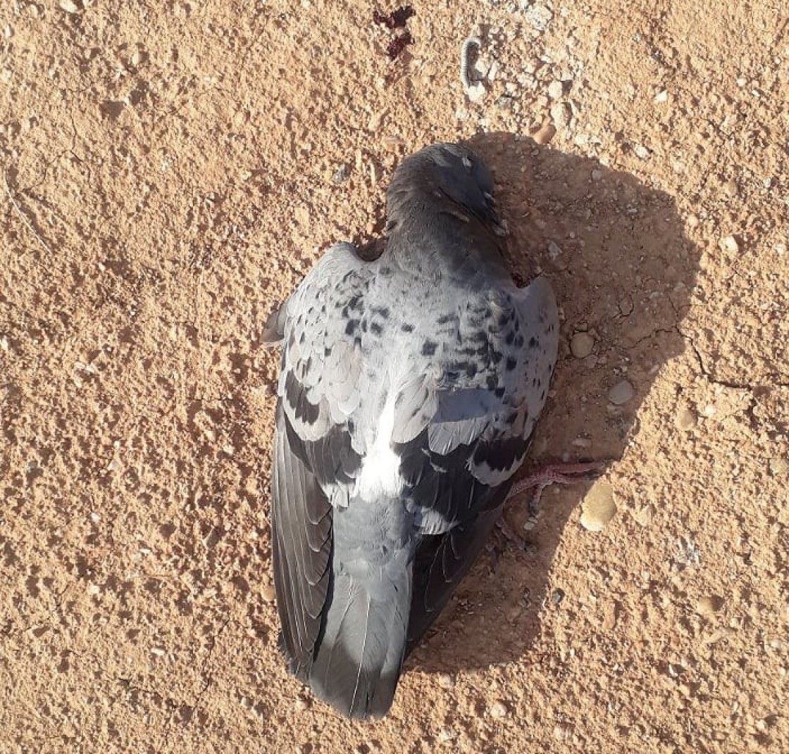 Bajo Aragón Animalista pide un control ético de la población de palomas en Alcañiz