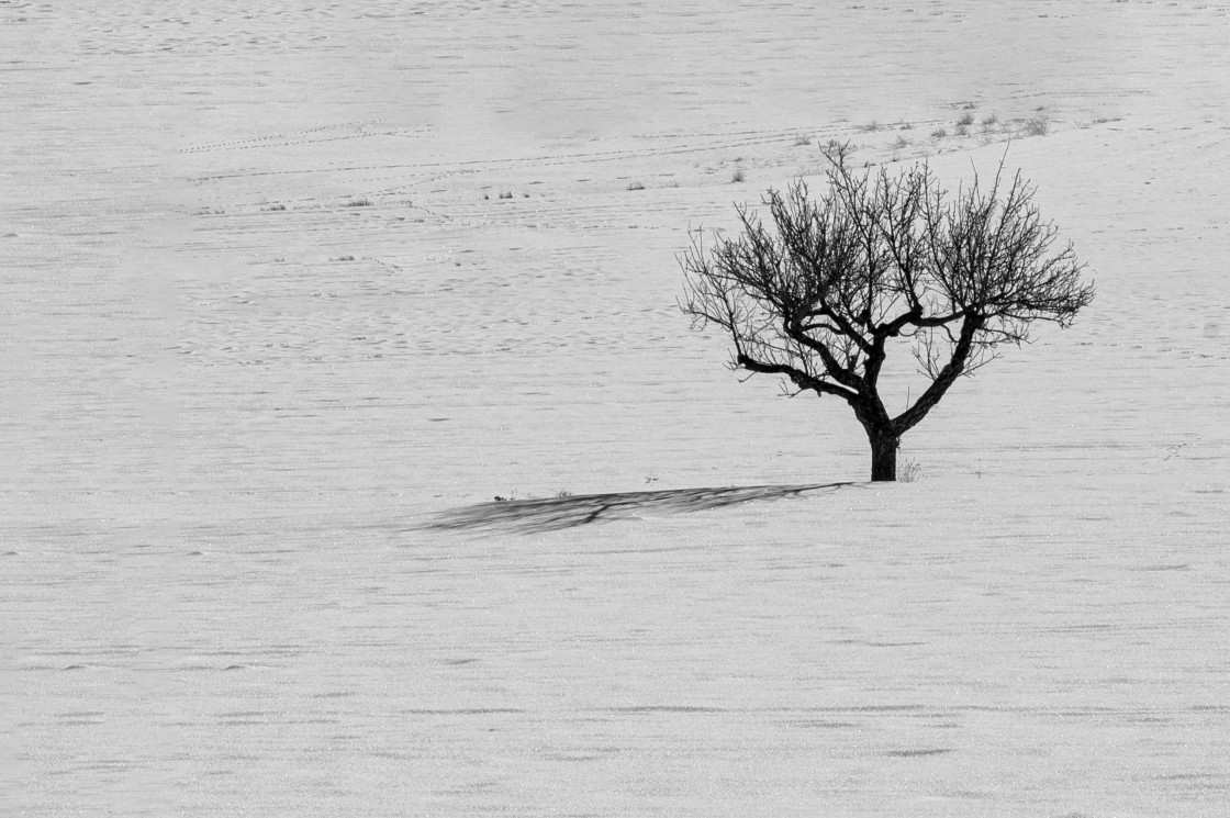 Árbol, sombra, eternidad