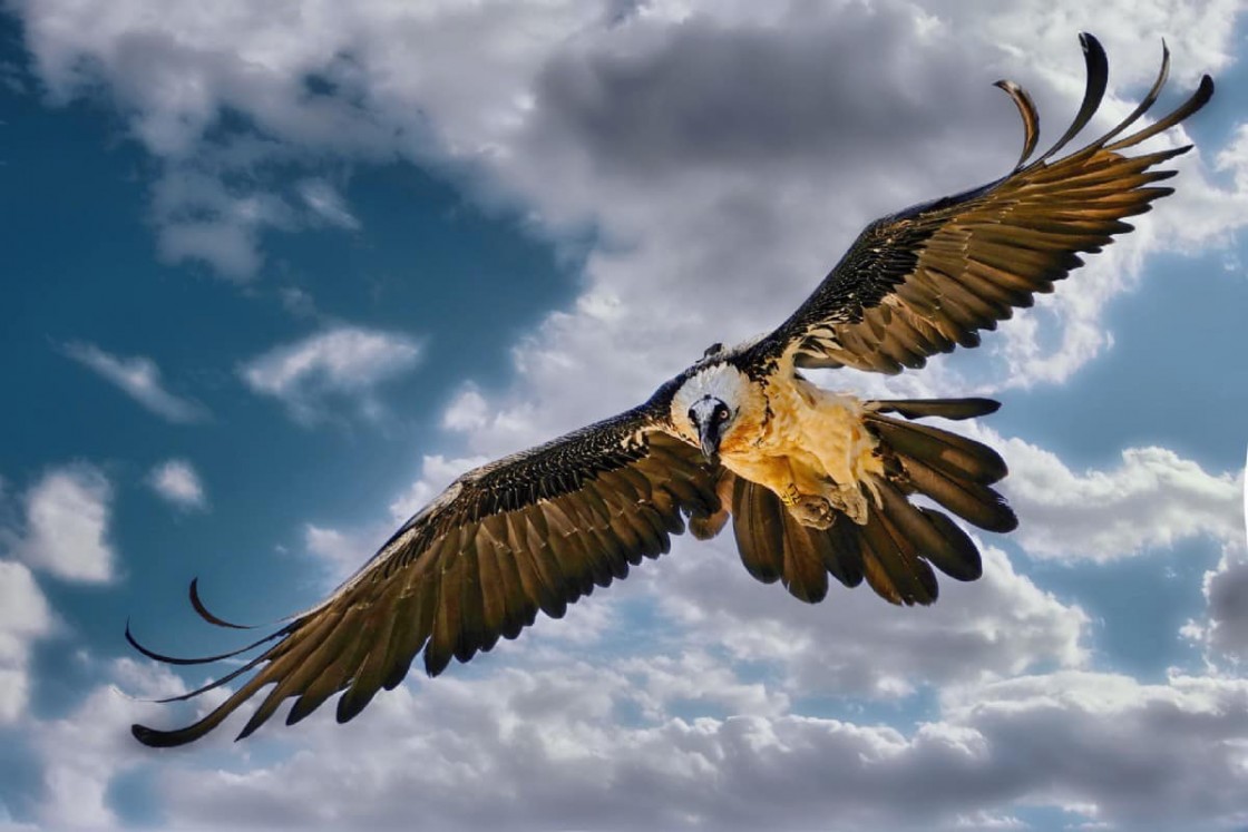 La reintroducción del quebrantahuesos en el Maestrazgo está en el aire por los proyectos eólicos