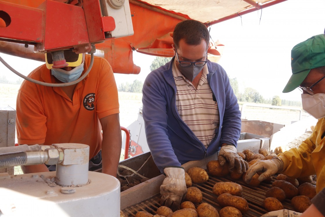 Cella recoge una muy buena cosecha de patata, que llega a las 700 toneladas