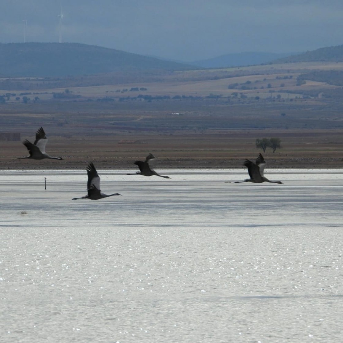 Gallocanta recibe a las primeras grullas, que suman ya unas 2.000