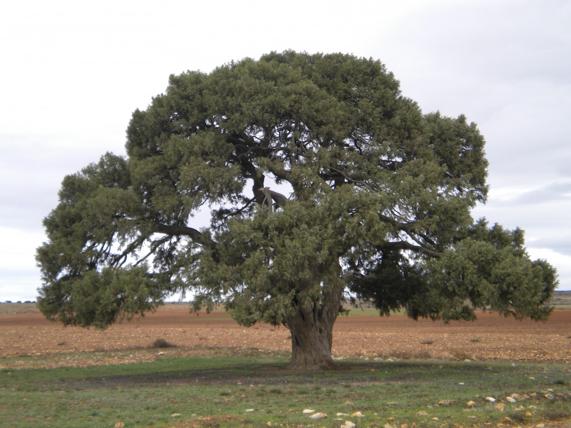 Arrancan las votaciones para elegir el árbol español del año, premio al que aspira la Sabina Milenaria de Blancas