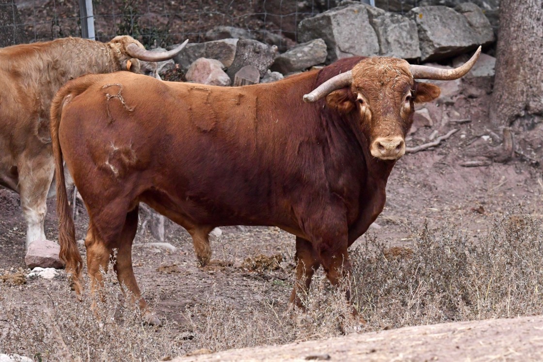 Mora de Rubielos reinicia la actividad taurina en las calles en Aragón