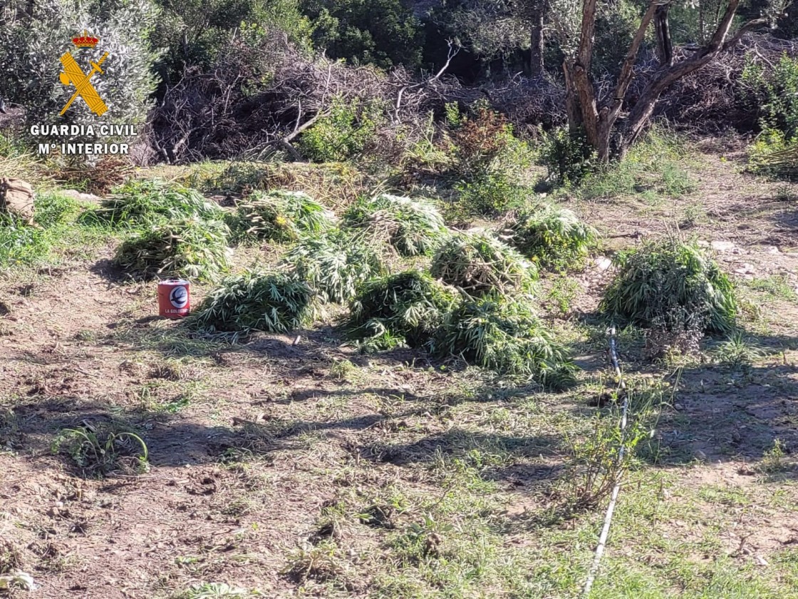 Detenidas siete personas por robar en una plantación de cáñamo industrial en Calamocha