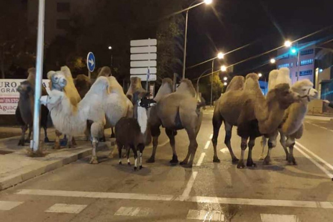 Camellos