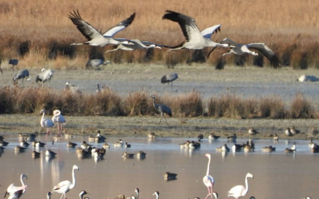 Más de 19.000 grullas descansan ya en la Reserva Natural de la laguna de Gallocanta