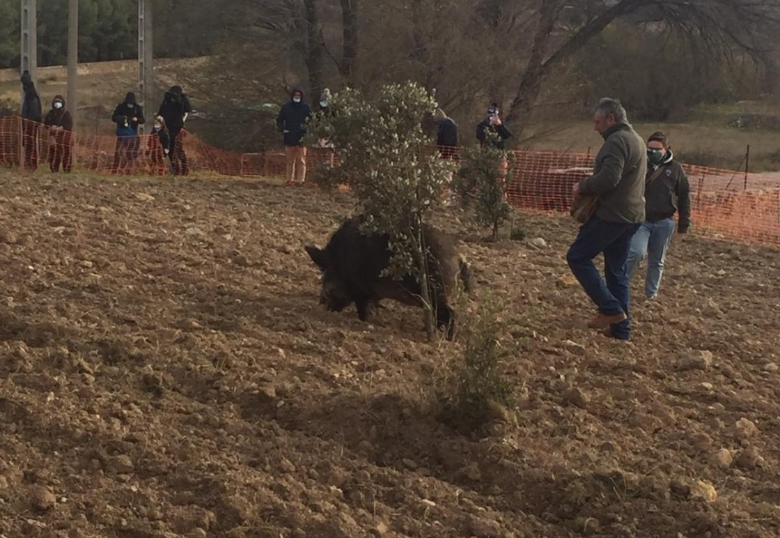 Las medidas covid y el mal tiempo restan público a la feria de la trufa de Sarrión