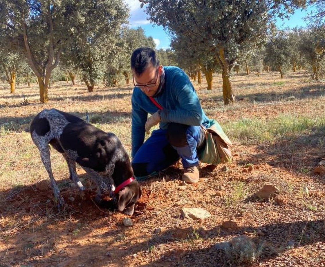 La potencia de la trufa en Teruel se condensa en 9.292 hectáreas cultivadas en los términos de 159 municipios