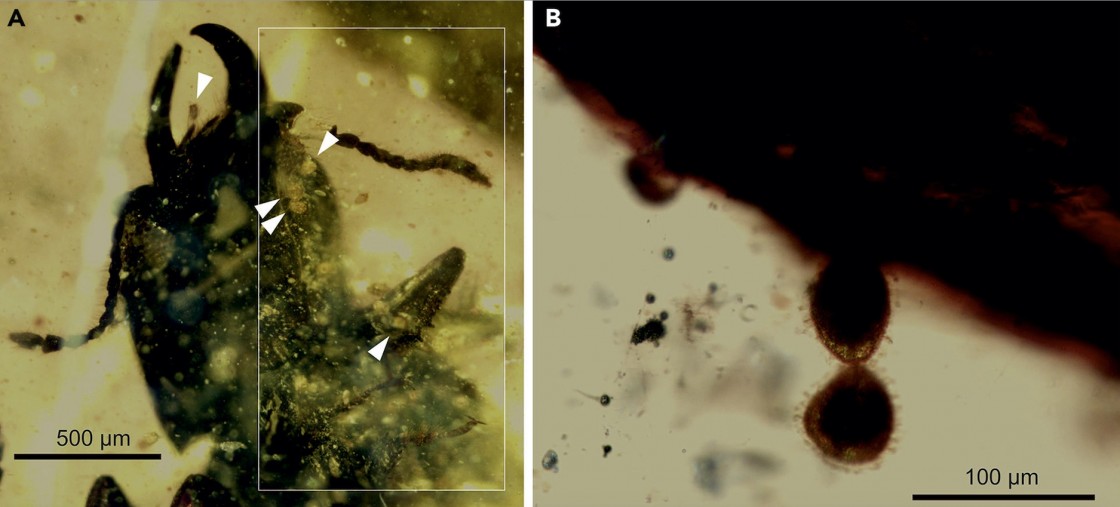Un 'festín'  de polen entre escarabajos hace entrar el ámbar en los Premios Paleonturología