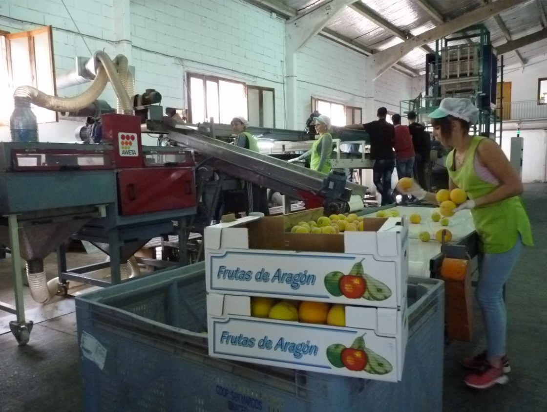 Poco interés en Mazaleón para replantar melocotonero tras la orden de arranque