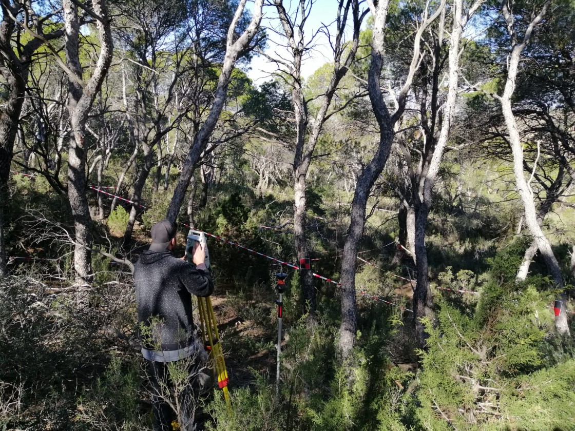 Un pinar de Alcañiz se incorporará al Catálogo de Arboledas Singulares de Aragón