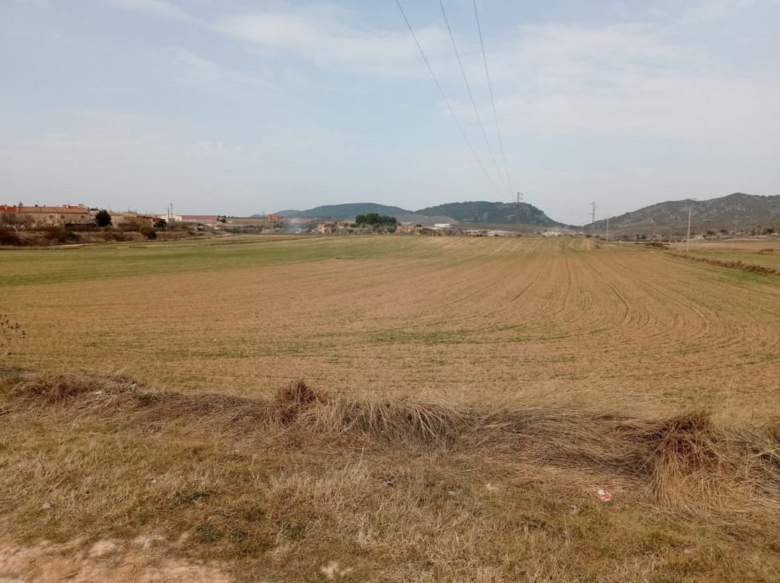 Estado de alarma en el campo bajoaragonés ante la preocupante falta de lluvias que afecta al cereal