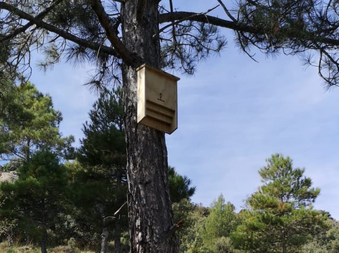 Medio Ambiente instala refugios de murciélagos en los pinares para frenar la procesionaria