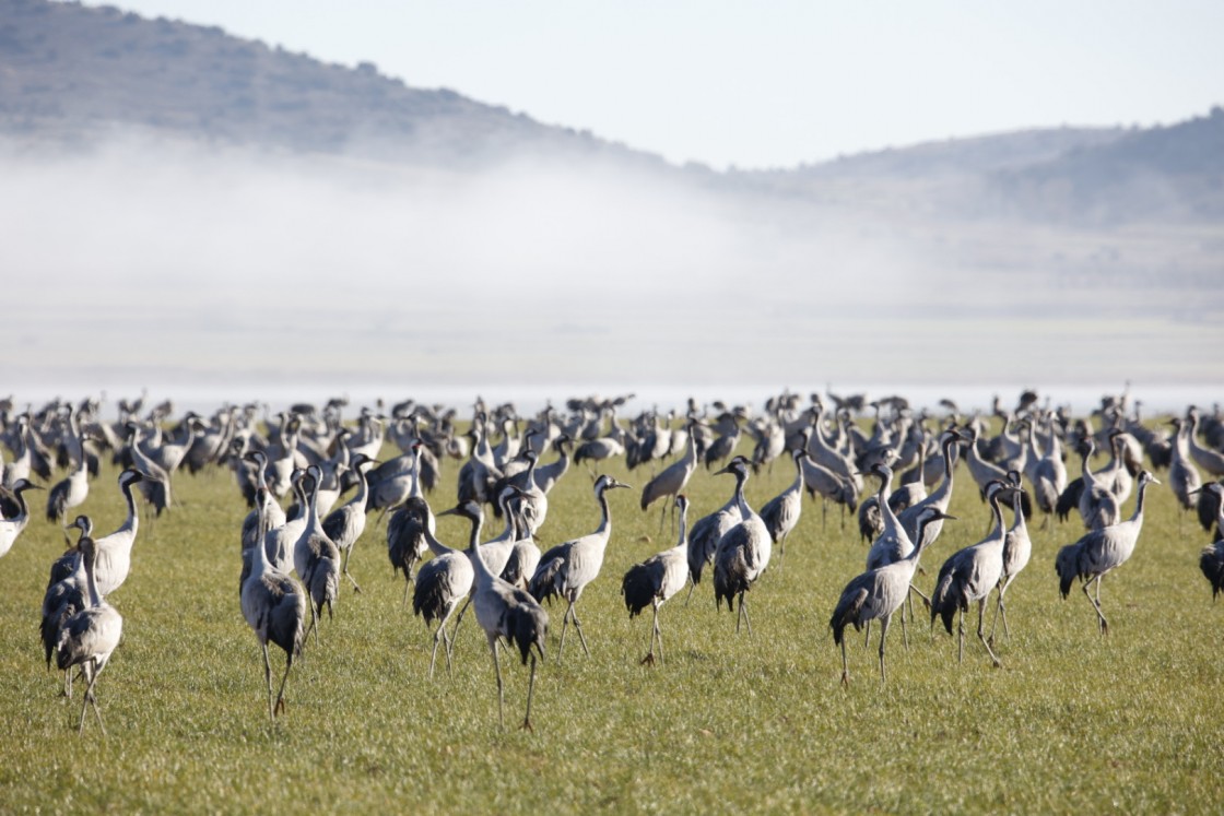 La laguna de Gallocanta contabiliza el mayor censo de grullas desde 2011