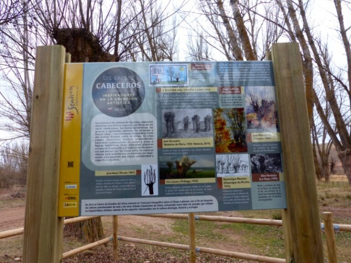 Galve habilita un sendero sobre el patrimonio cultural del chopo cabecero