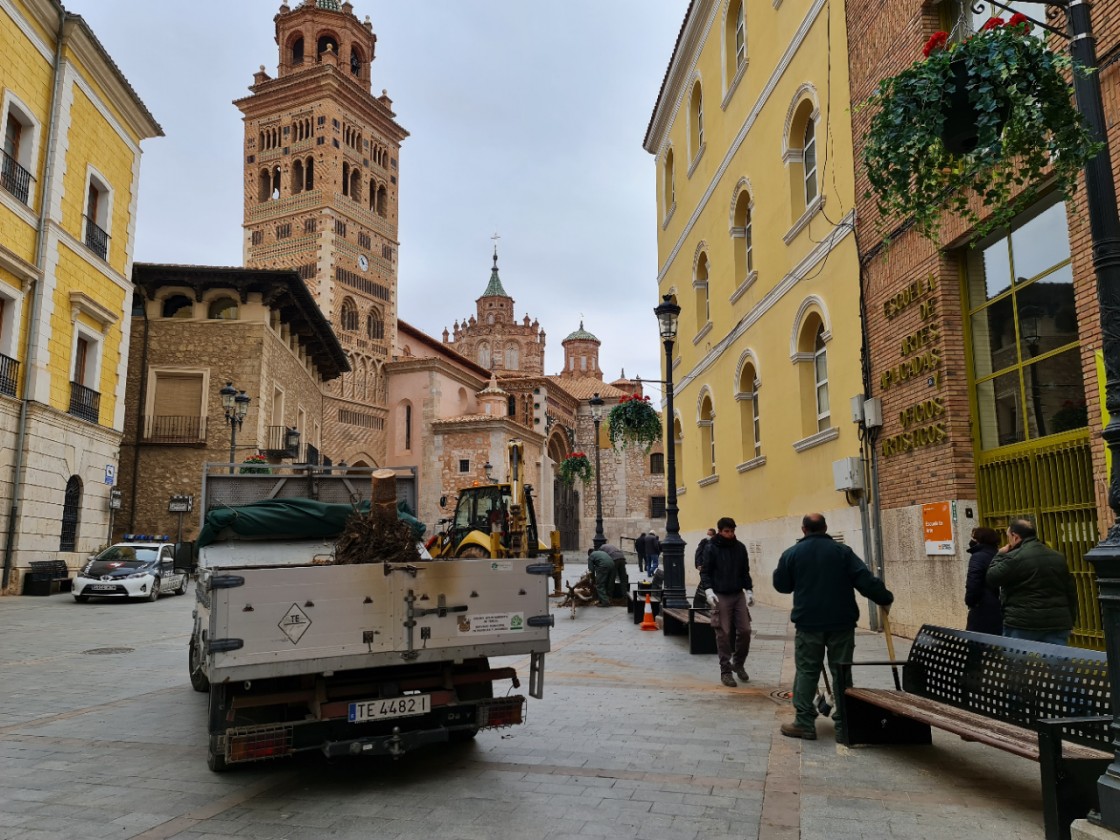 El Ayuntamiento de Teruel repone árboles que no han sobrevivido a las heladas tras la borrasca Filomena