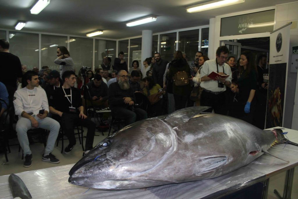 De Japón a Teruel a lomos de un atún